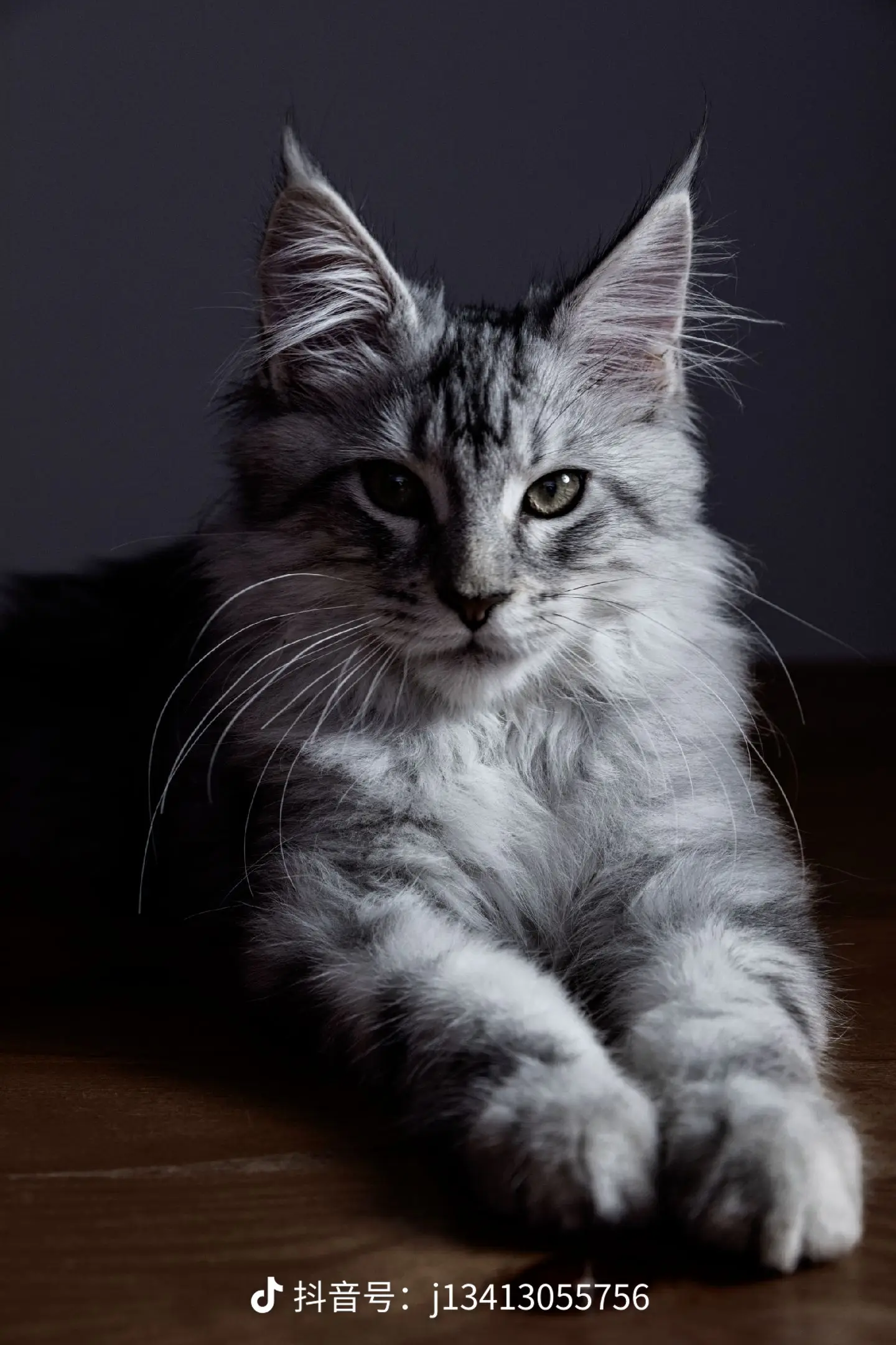 缅因猫咪温顺亲和